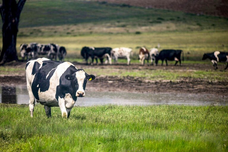 dairy cows web