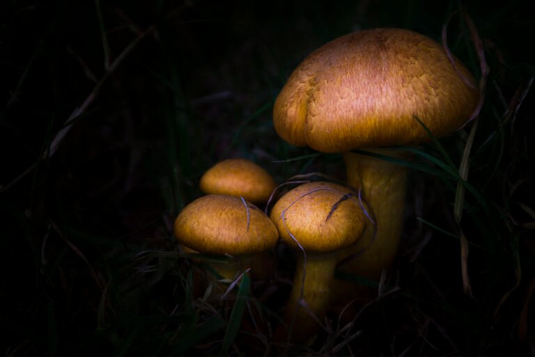 mushroom take3 mini