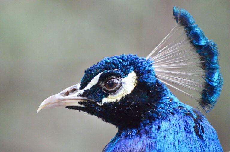 peacock mini